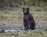 Bear Shoot at Katmai Bay, Alaska